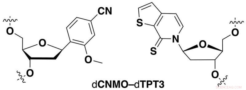 Semi‑Synthetic Bacteria Produce Unnatural Proteins, Advancing Bioengineering