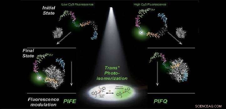 Revolutionary PIFE Imaging Sharpens Protein‑DNA Interaction Analysis