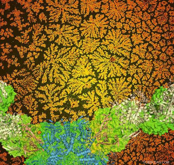 New Protein Patterning Technique Enables Advanced Water Filters and Human Tissue Engineering