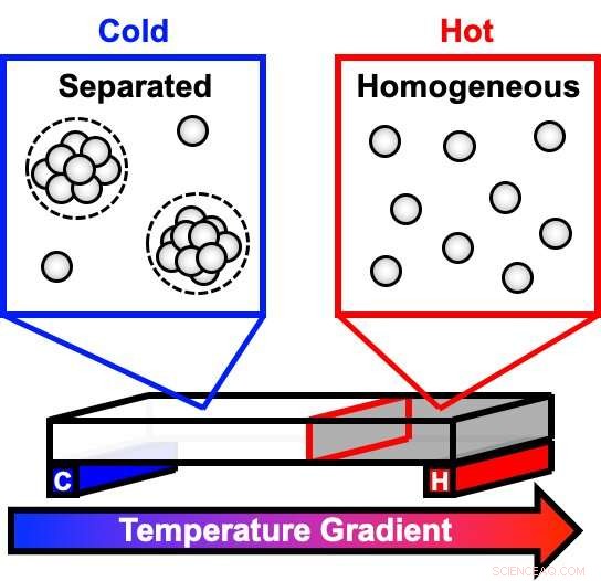 Innovative Model Reveals Phase Separation in Antibody Solutions, Impacting Drug Stability