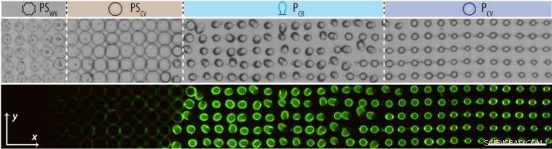 Shape-Shifting Protocells Offer Insights into Early Life Mechanics