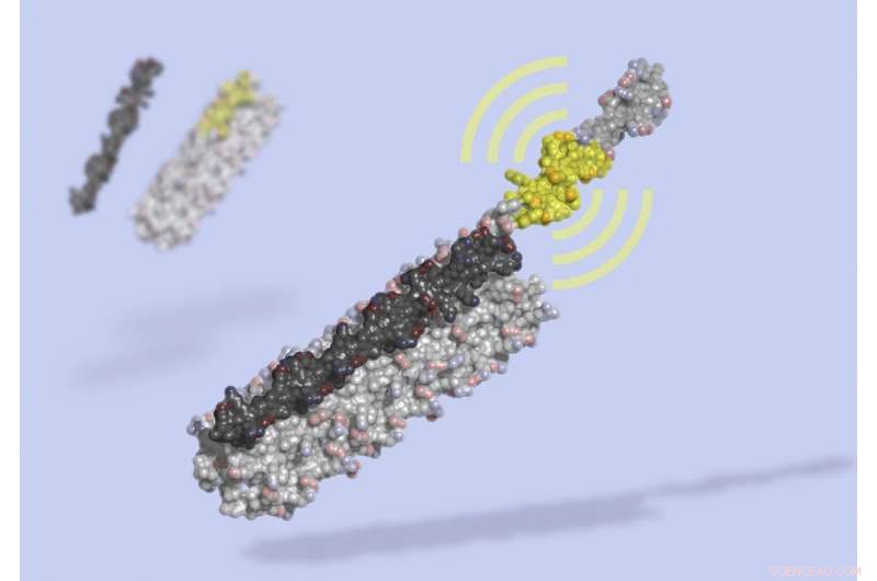 Custom-designed Protein Switch Grants Unprecedented Control Over Living Cells