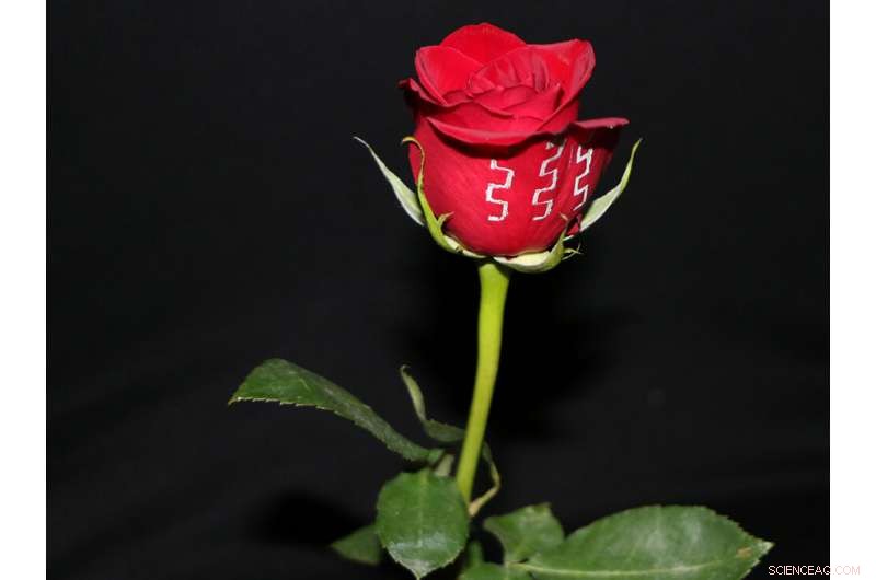 Heat‑Free Printing Enables Flexible Electronics: Metal Lines on Flowers, Gelatin and More