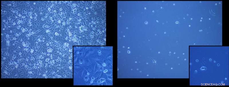 New Polymer Enhances Safety of Cell Cryopreservation