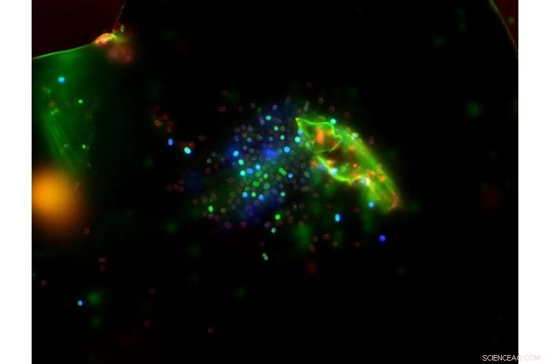 IISc Breakthrough: New Peptide Rapidly Eliminates Multidrug‑Resistant Bacteria