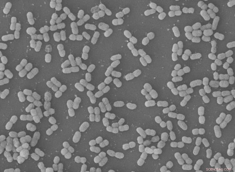 IISc Breakthrough: New Peptide Rapidly Eliminates Multidrug‑Resistant Bacteria