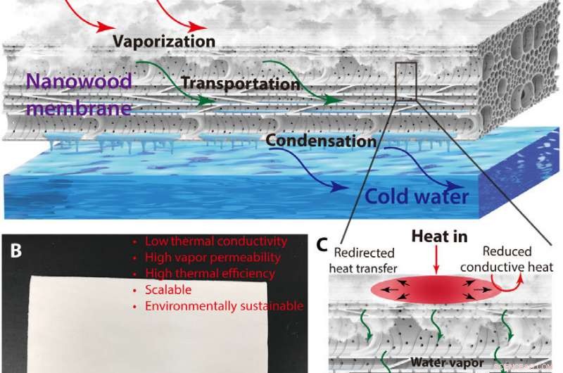 Princeton‑Developed Wood Membrane Offers Sustainable Water Filtration Solution