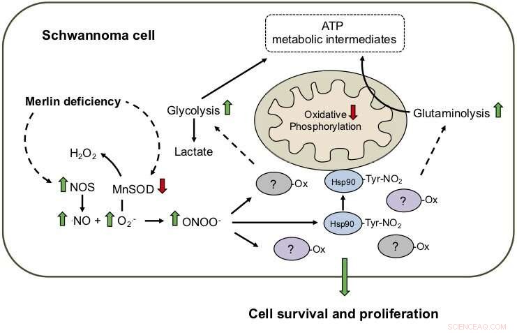 New Breakthrough: Targeted Cancer Therapy That Protects Healthy Cells