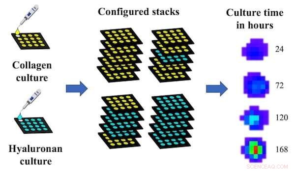Innovative Paper-Based Filters Drive Breakthroughs in Heart Valve Research