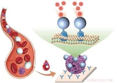 Efficient Detection of Circulating Tumor Cells in Blood: A Breakthrough for Early Cancer Diagnosis