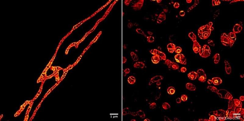 Live Mitochondria Visualized in Unprecedented Detail: Overcoming Photobleaching with STED Microscopy
