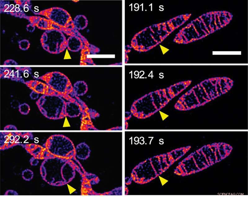 Live Mitochondria Visualized in Unprecedented Detail: Overcoming Photobleaching with STED Microscopy