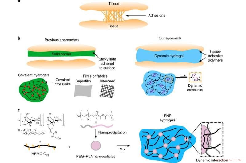Innovative Gel Significantly Reduces Post‑Surgical Scar Tissue in Animal Models
