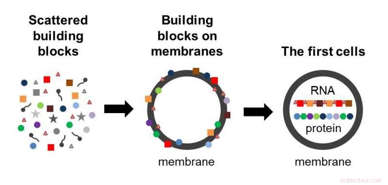 Amino Acids Stabilized Membranes, Triggering the First Cells
