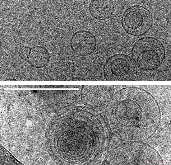 Amino Acids Stabilized Membranes, Triggering the First Cells