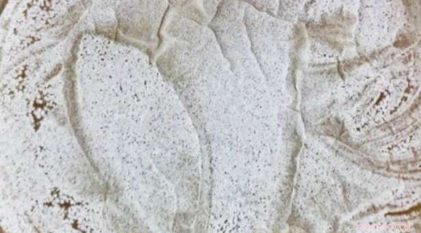 Key Proteins Ensuring Accuracy in Formicamycin Antibiotic Production