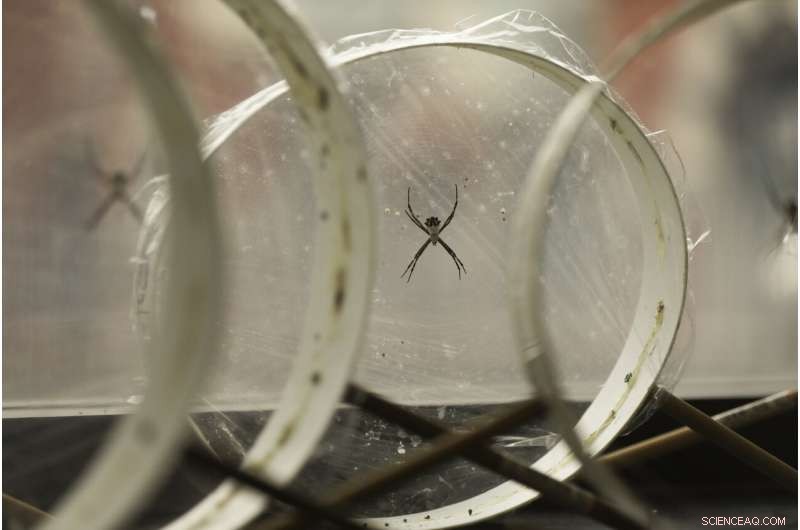 Spider Silk Library Reveals Secrets for Innovative Materials