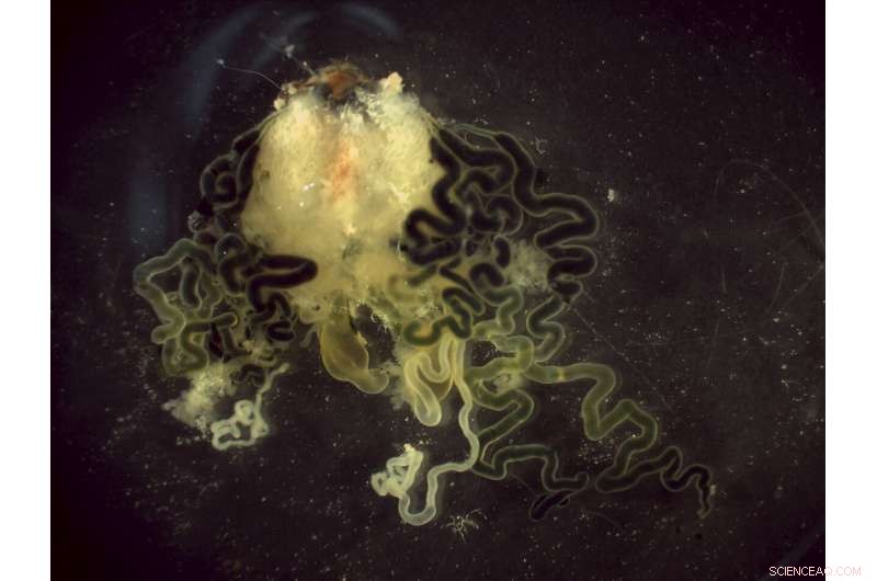 Spider Silk Library Reveals Secrets for Innovative Materials