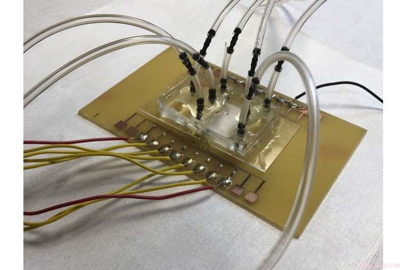 Rapid Biosensor Detects Trace Salmonella in Food Within Hours