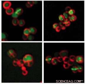 Scientists Unveil Powerful New Weapon Against Antibiotic Resistance