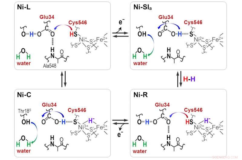 Microorganisms Engineer Highly Efficient Hydrogen Cells