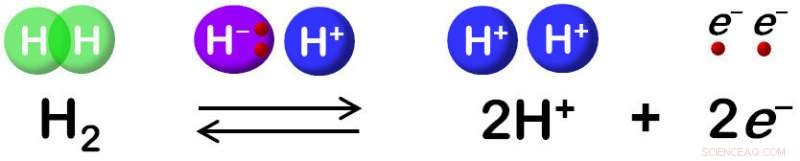 Microorganisms Engineer Highly Efficient Hydrogen Cells