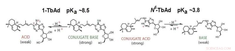 Antacids May Aid Tuberculosis Bacteria Survival, New Study Finds