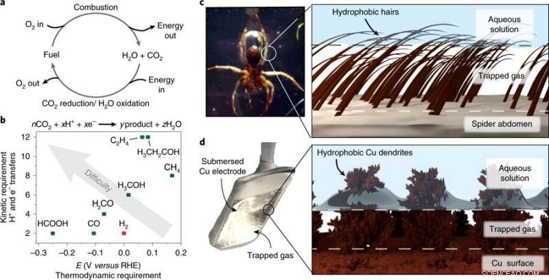 Engineering Biomimetic Strategies Inspired by the Diving Bell Spider to Enhance CO₂ Conversion into Sustainable Fuels