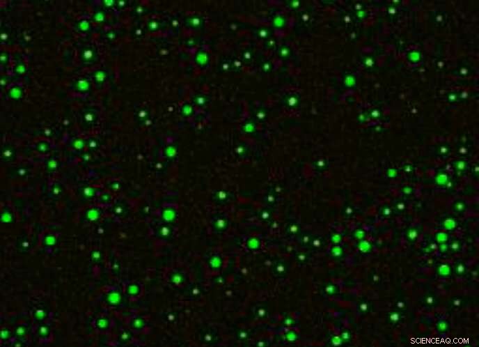 Scientists Explore How Cells Form Distinct Liquid Organelles