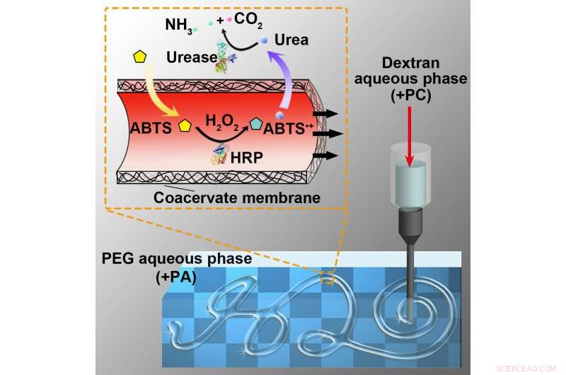Scientists Engineer Cell‑Like Compartments in a Synthetic Water‑in‑Water System