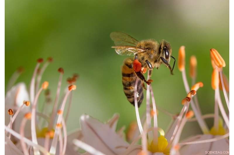 Scientists Create Bee‑Friendly Natural Pesticide Targeting Pests While Protecting Honeybees
