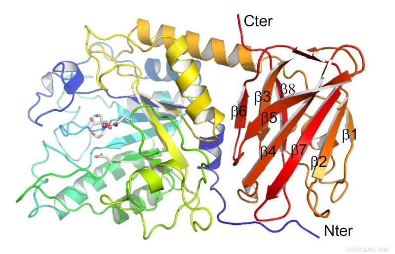 Scientists Reveal 3D Protein Structures of Streptococcus pneumoniae, Advancing Infection Research