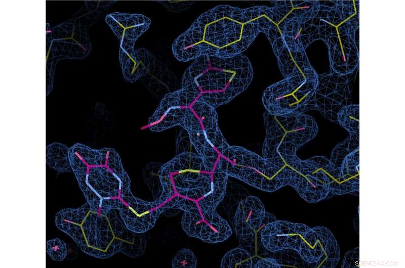 Scientists Investigate How Gonorrhea Bacteria Develop Antibiotic Resistance
