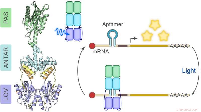 Harnessing Blue Light to Precisely Control RNA Functions