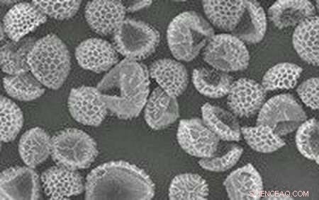 Effective Water Purification Using Pollen and Spores—Safe and Allergy-Free