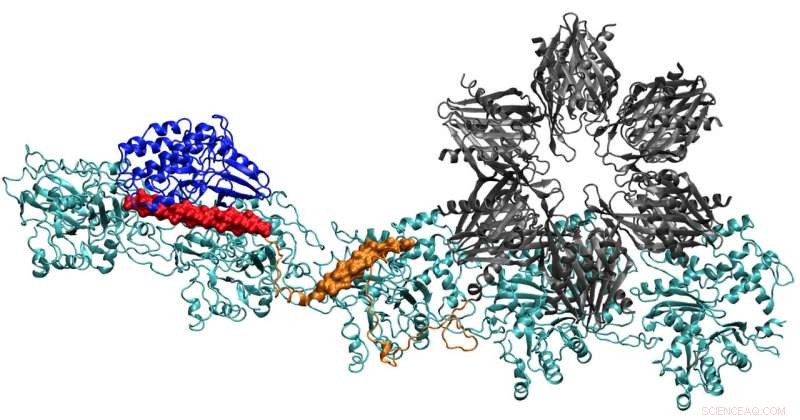 Scientists Make Breakthrough in Uncovering the Molecular Roots of Memory