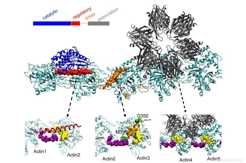 Scientists Make Breakthrough in Uncovering the Molecular Roots of Memory