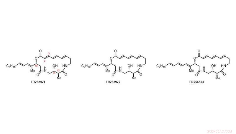Innovative Molecular Trojan Horse: Rapid Macrocycle Assembly in Natural Product Synthesis