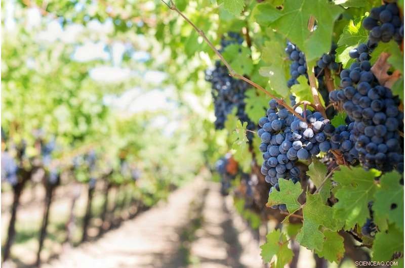 Innovative Non‑Invasive Test Detects Smoke Contamination in Vineyards