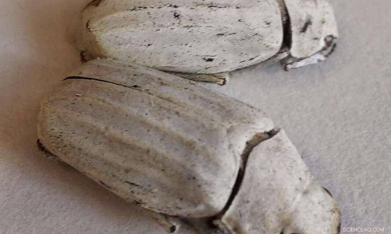 Beetle Scales Reveal Blueprint for Eco-Friendly White Paint from Recycled Plastic