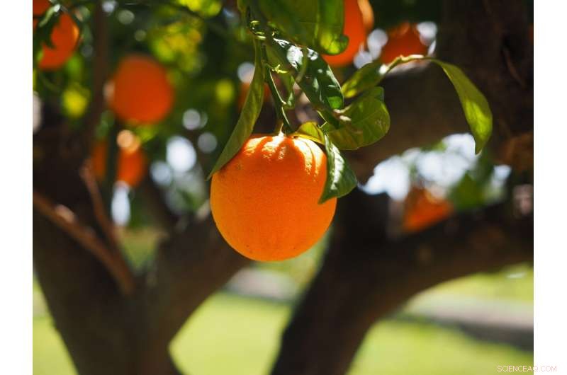 Developing Sustainable Polymers from Fragrant Molecules in Conifers and Fruit Trees