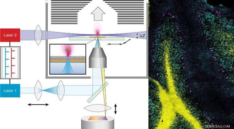 Revolutionary Imaging Technique Reveals Cellular & Tissue Architecture