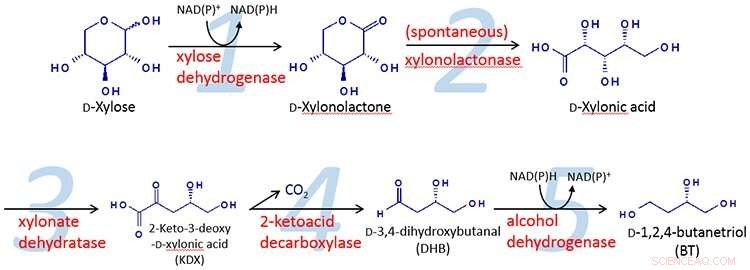 Kobe University Breaks Ground: Sustainable Production of 1,2,4-Butanetriol from Biomass via Metabolic Engineering