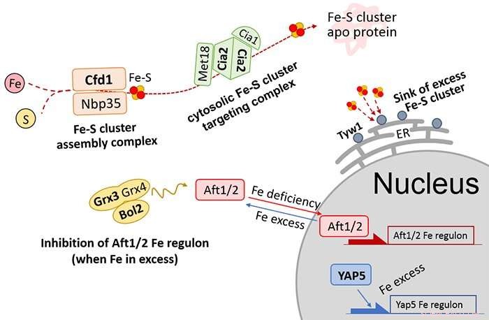 Kobe University Breaks Ground: Sustainable Production of 1,2,4-Butanetriol from Biomass via Metabolic Engineering