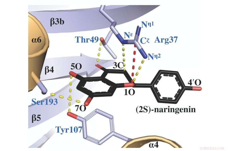 Plant Enzyme Revealed: A Pathway to New Medicines and Industrial Innovations