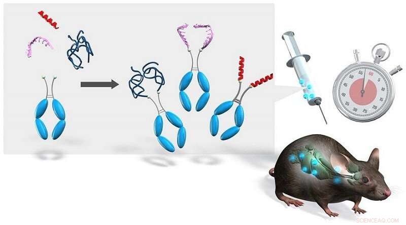 Efficient Semi‑Synthesis of Biopharmaceutic‑Fc Conjugates Enhances Therapeutic Efficacy
