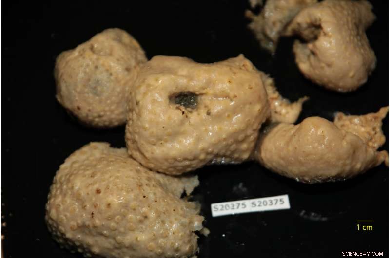 Antarctic Sea Sponge Extracts Offer New Hope in Malaria Treatment