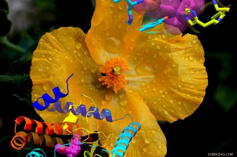 Exploring Poppy Enzymes to Enhance Drug Development