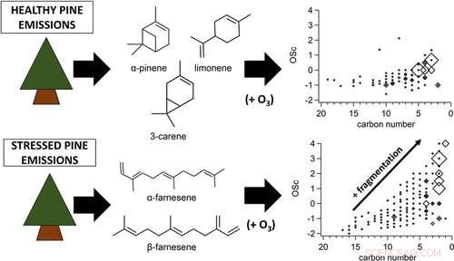 Aphid Stress Alters Secondary Organic Aerosol Production in Pine Trees