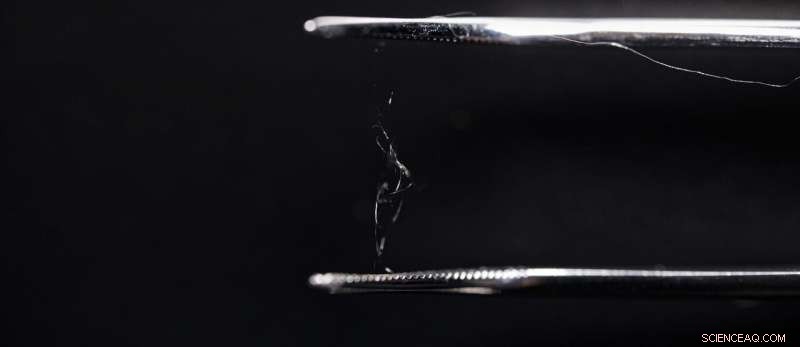 Wood Fibres & Spider Silk: A Sustainable Alternative That Could Rival Plastic